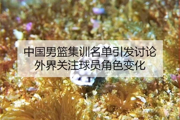 中国男篮集训名单引发讨论 外界关注球员角色变化